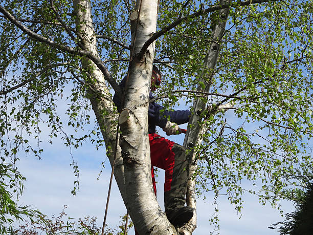 How Our Tree Care Process Works  in  Chanhassen, MN